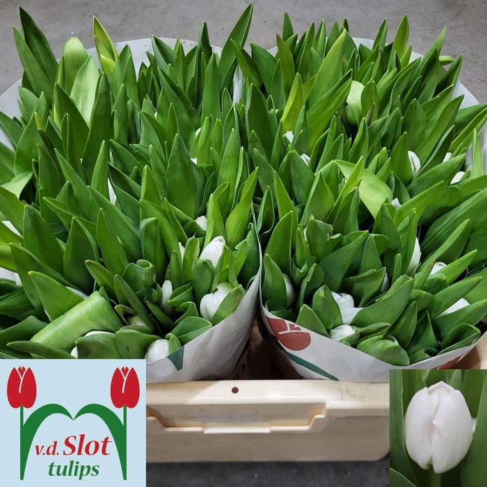 <h4>TU EN ROYAL VIRGIN</h4>