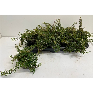 Cotoneaster Streibs Findling
