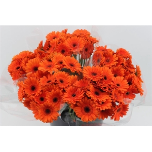 Boeket Mono Germini Oranje