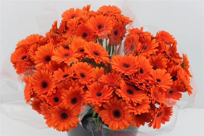 <h4>Boeket Mono Germini Oranje</h4>