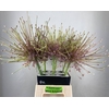 ALLIUM SHUBERTII