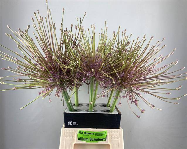 ALLIUM SHUBERTII