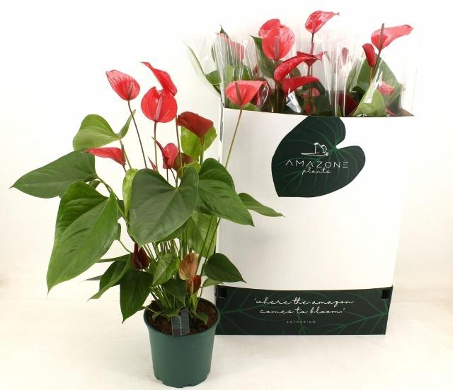 <h4>ANTHU MELODIA IBIS</h4>