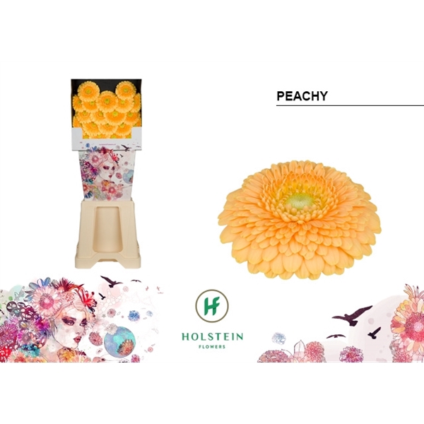 <h4>Ge Mi Pomponi Peachy Diamond Holstein</h4>