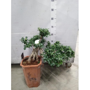 Ficus microcarpa 'Ginseng'