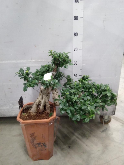 <h4>Ficus microcarpa 'Ginseng'</h4>