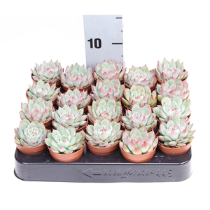 Echeveria chihuahuaensis