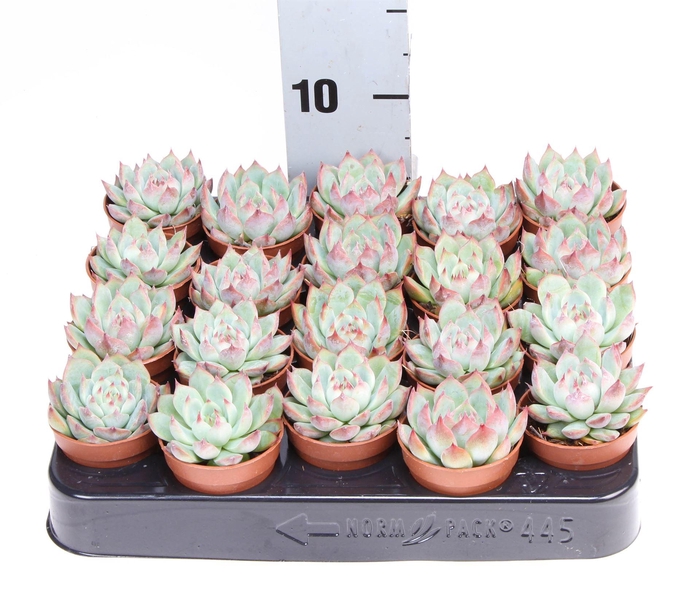 <h4>Echeveria chihuahuaensis</h4>