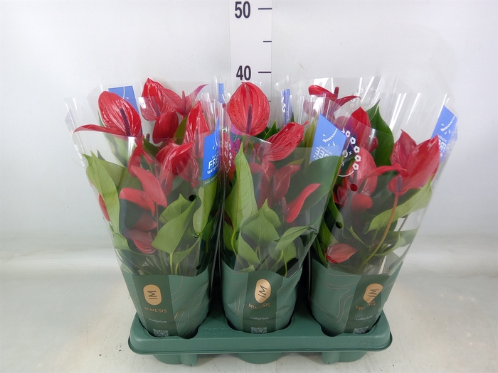 <h4>Anthurium  'Banderola Lava'</h4>