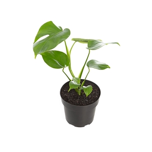MONSTERA MINI P17