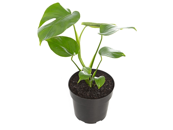 <h4>MONSTERA MINI P17</h4>