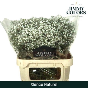 Gyps Xlence L80 Naturel.