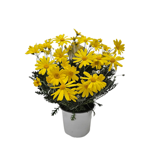 Cytisus overig
