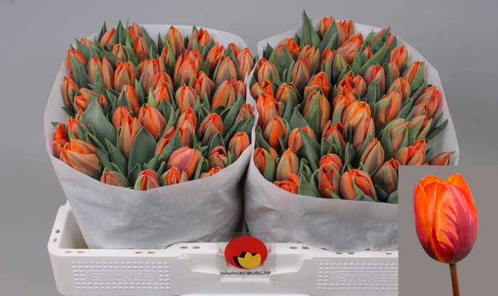 <h4>TU EN PRINSES IRENE</h4>