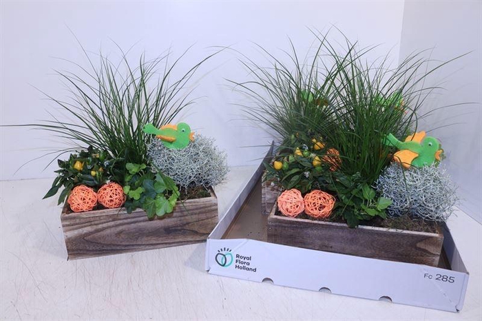 <h4>ARR TUINPLANTEN</h4>