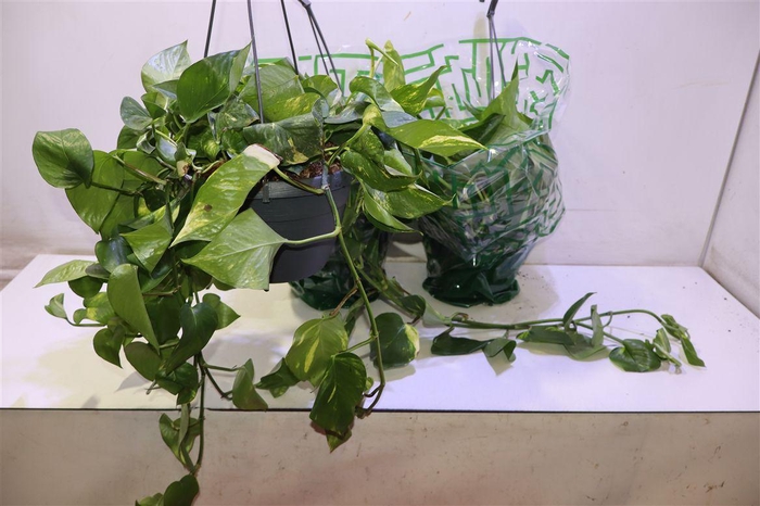 <h4>arr8 Scind Ov</h4>