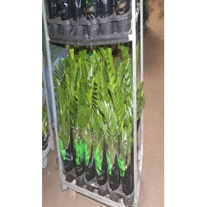 ZAMIOCULCAS PREMIUM P17 PREMIUM