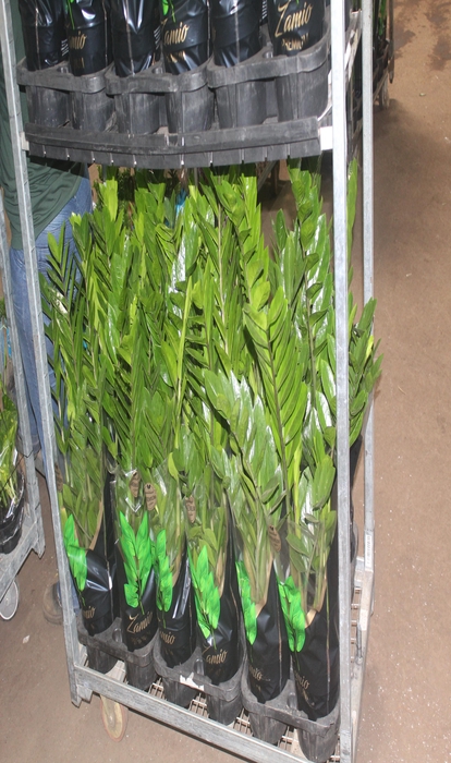 <h4>ZAMIOCULCAS PREMIUM P17 PREMIUM</h4>