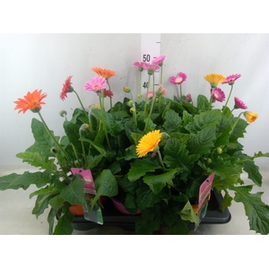Gerbera  'Garvinea'   ...mix