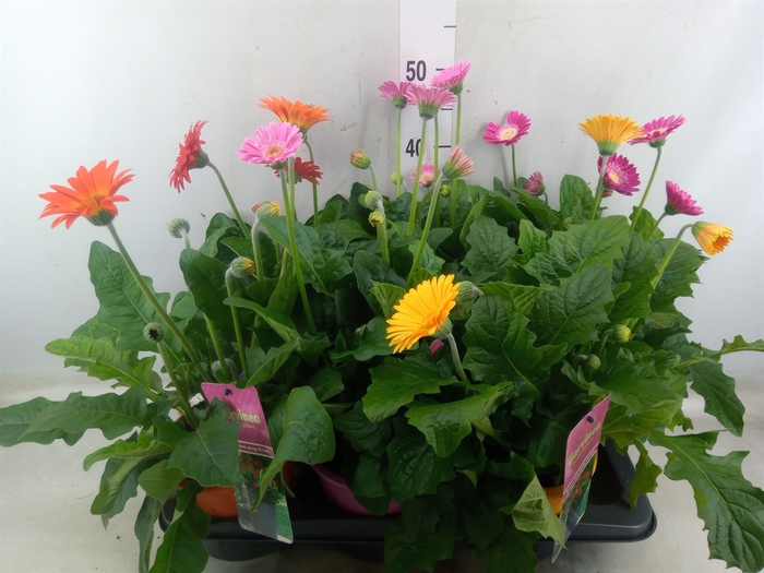 <h4>Gerbera  'Garvinea'   ...mix</h4>