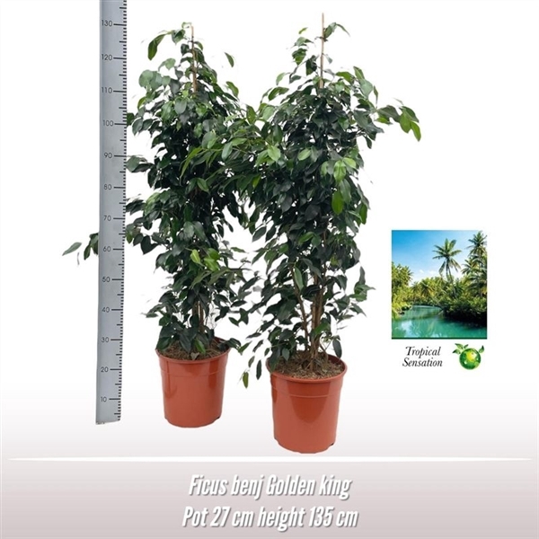 <h4>Ficus benj. Golden King</h4>