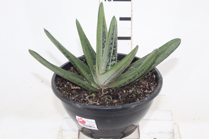 <h4>ALOE ARISTATA C21</h4>