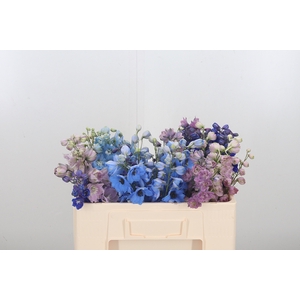 Delphinium El Gemengd