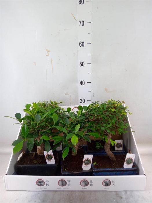 <h4>Bonsai   ...mix</h4>