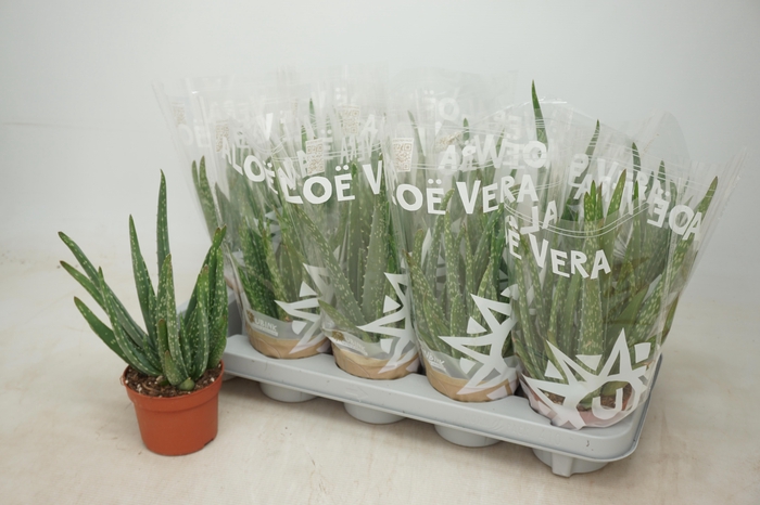 <h4>ALOE VERA</h4>