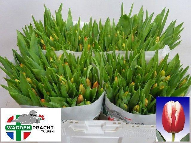 <h4>TU EN LEEN VD MARK</h4>