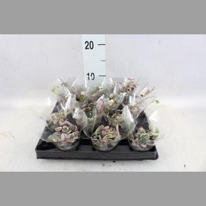 Ceropegia woodii ssp. woodii