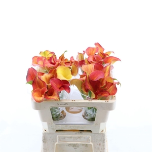 Calla Odeon | Dubbelbloemig