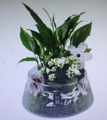 <h4>2641 Wit Ufo Glas</h4>