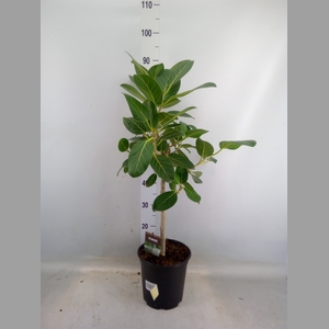 Ficus benghalensis 'Petite Audrey'