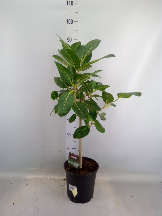 <h4>Ficus benghalensis 'Petite Audrey'</h4>