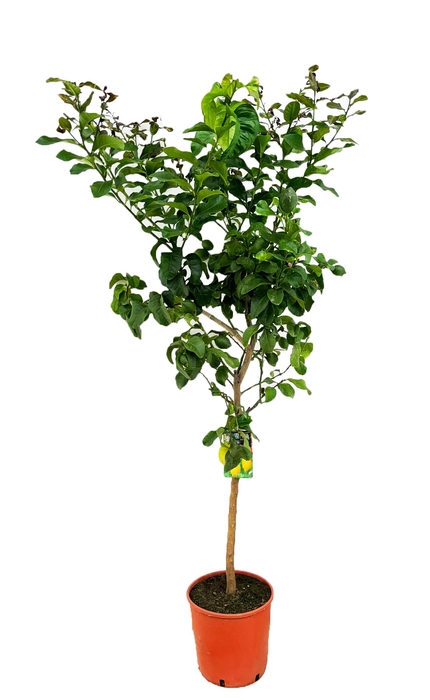 <h4>Citrus limon</h4>