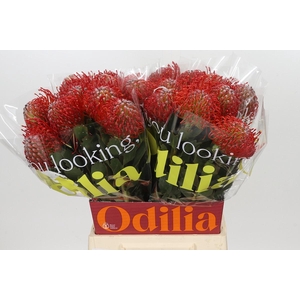 Nutans Ayoba Red