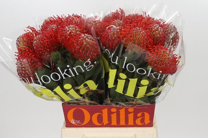<h4>Nutans Ayoba Red</h4>