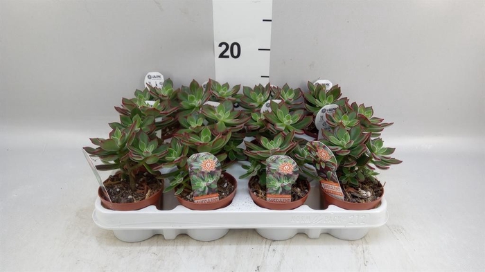<h4>Echeveria pulvinata 'Devotion'</h4>