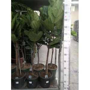 Ficus lyrata