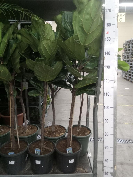 <h4>Ficus lyrata</h4>