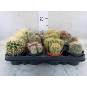 Cactus   ...mix