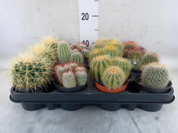 <h4>Cactus   ...mix</h4>
