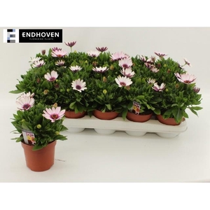 OSTEO DAL PU REFLECT