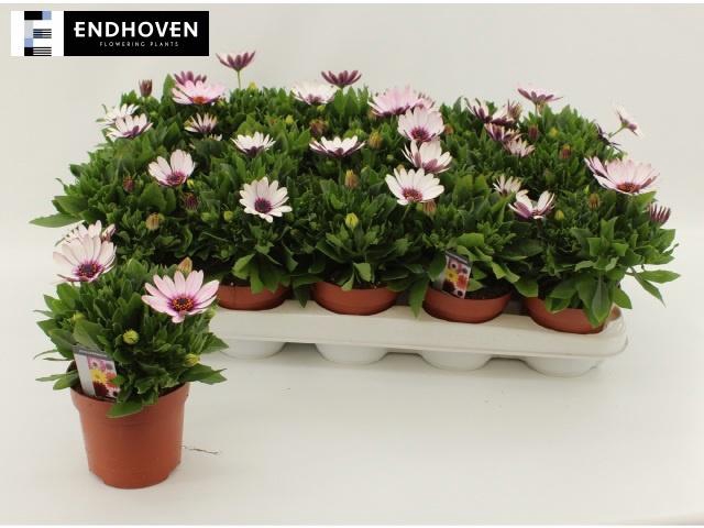 <h4>OSTEO DAL PU REFLECT</h4>