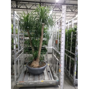 Beaucarnea recurvata