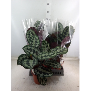 Calathea   ...