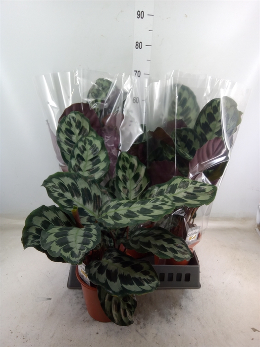 <h4>Calathea   ...</h4>