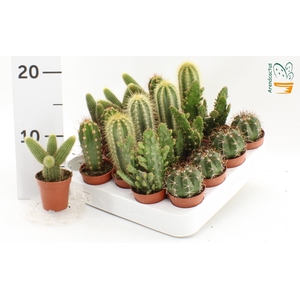 CACTUS GEM