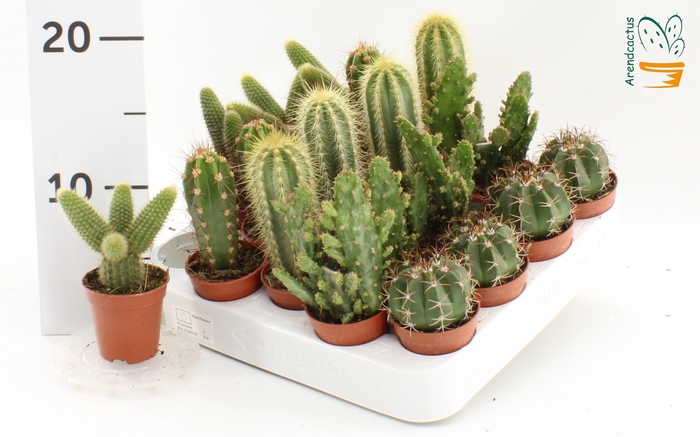 <h4>CACTUS GEM</h4>